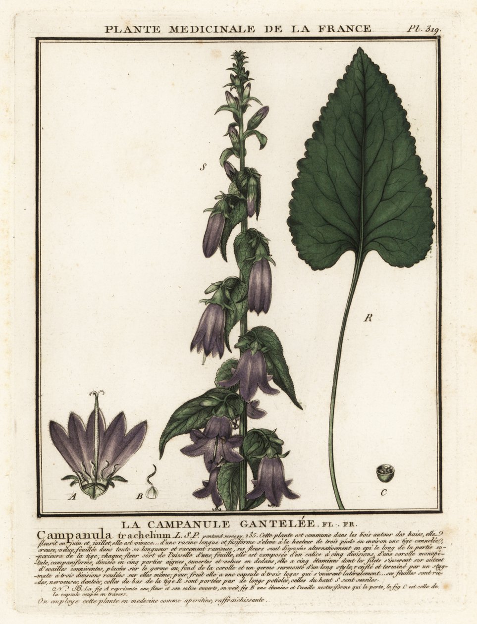 Csalánlevelű harangvirág, Campanula trachelium. alkotó: Unbekannter Künstler