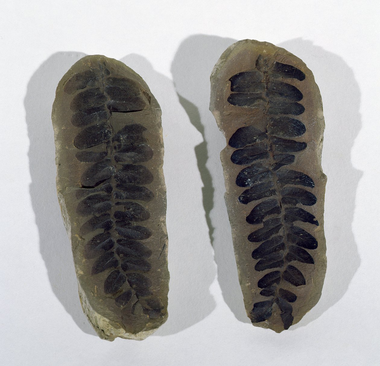 A Neuropteris-t (a tengeri páfrány levelét) találták Coseley-ben, Staffordshire-ben, Felső-karbon időszak (fotó) alkotó: Unbekannt