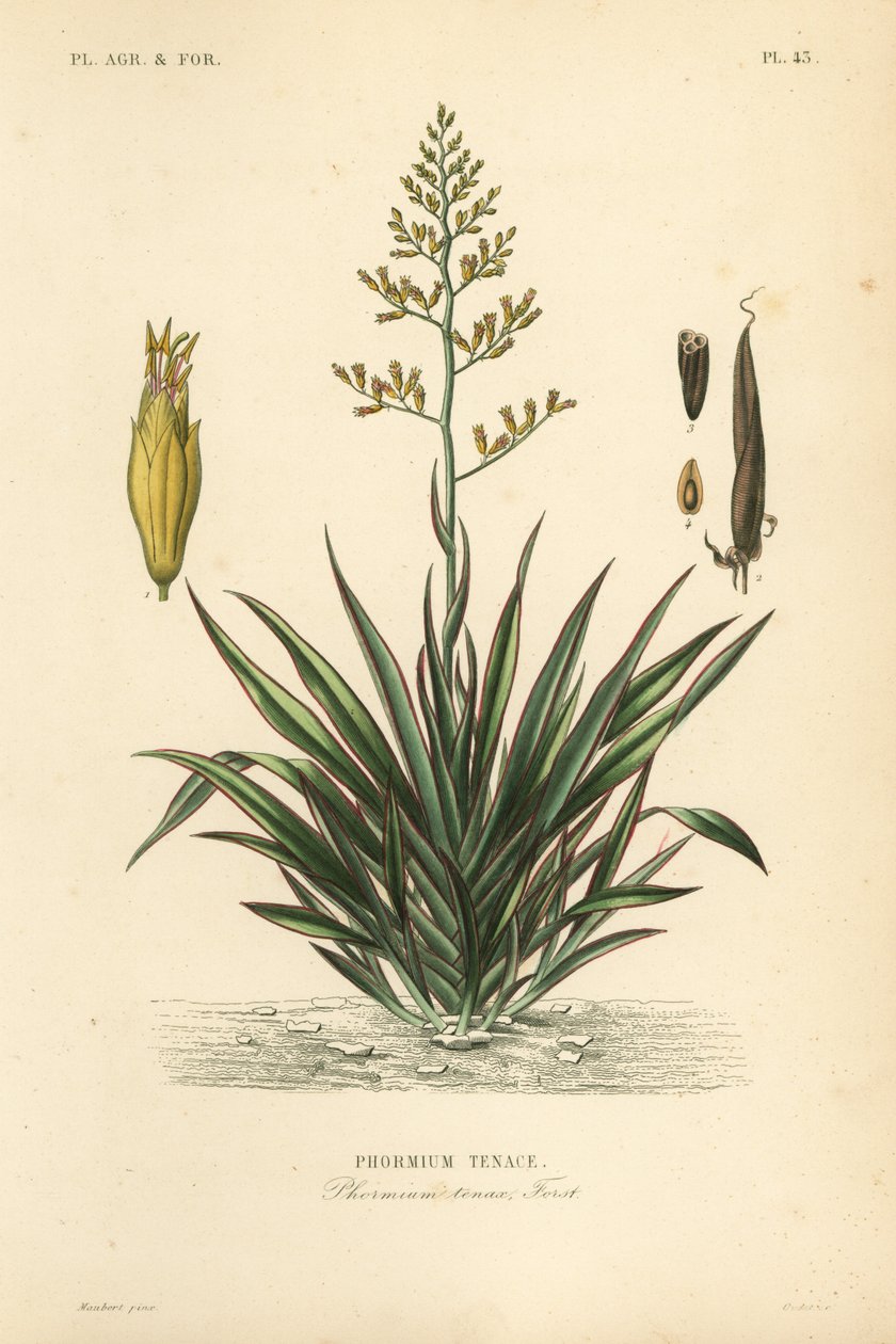 Új-zélandi len vagy harekeke, Phormium tenax, Phormium tenax alkotó: Unbekannt
