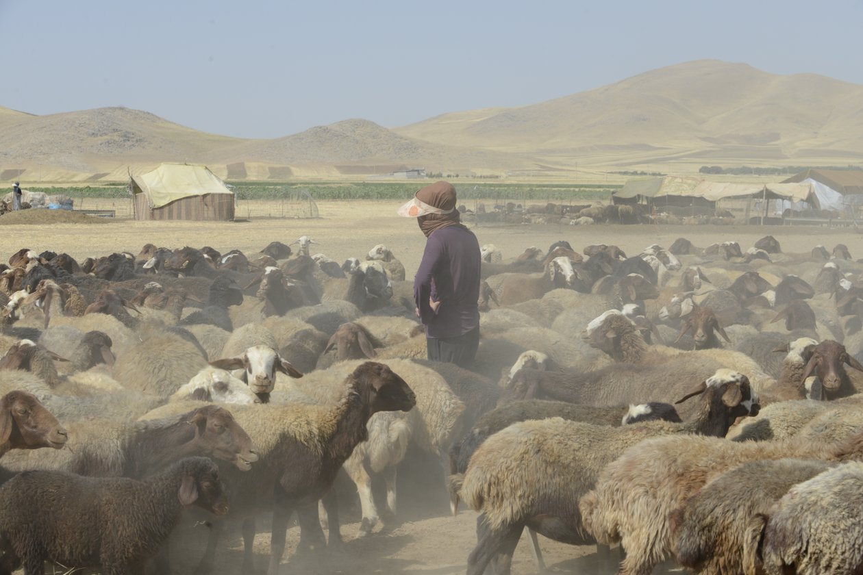 Nomád sátrak Tamar és Ashkhaneh között, Irán 2022 (fényképezés) alkotó: Unbekannter Künstler