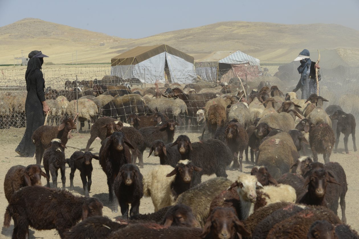 Nomád sátrak Tamar és Ashkhaneh között, Irán 2022 (fényképezés) alkotó: Unbekannter Künstler