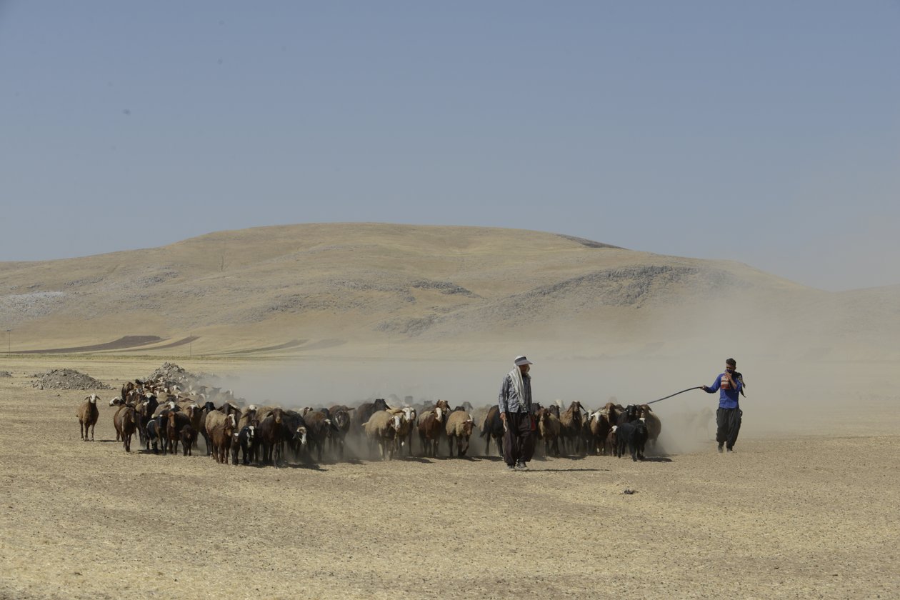 Nomád sátrak Tamar és Ashkhaneh között, Irán 2022 (fényképezés) alkotó: Unbekannter Künstler