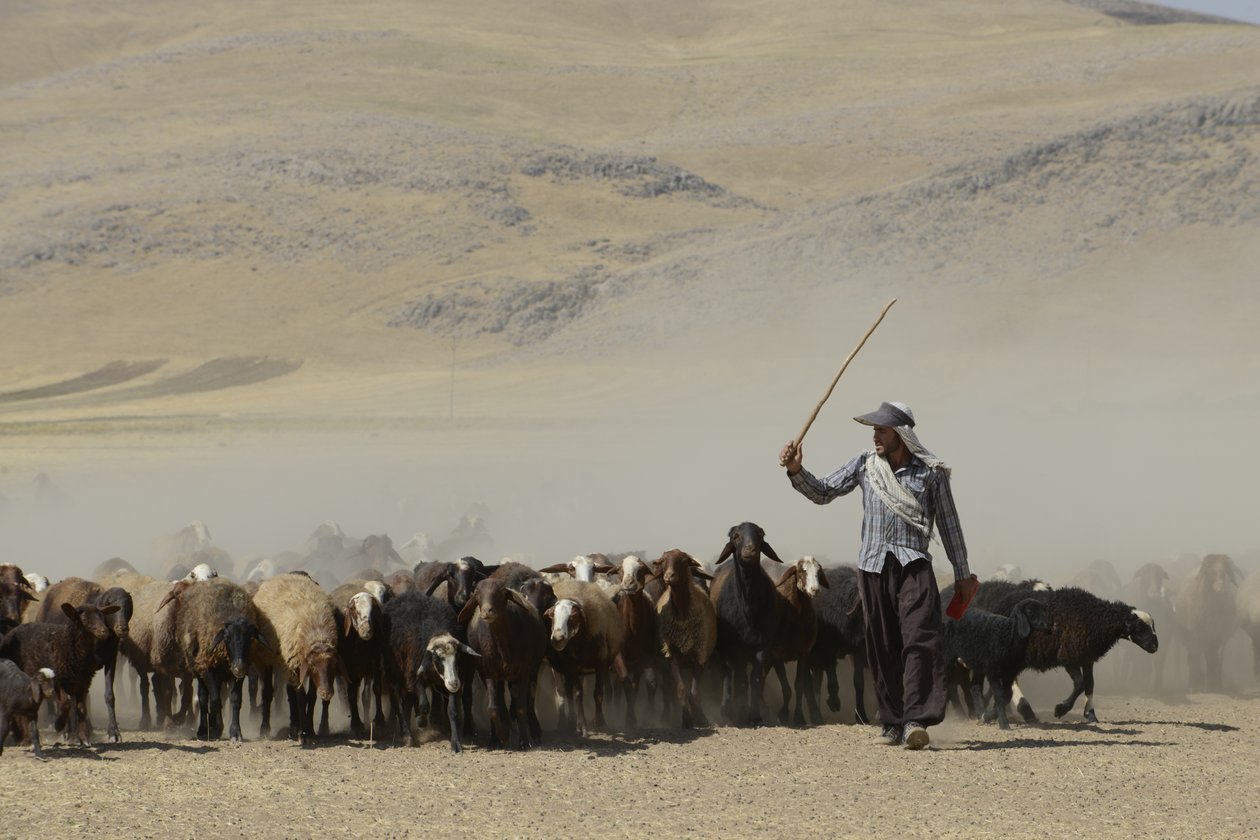 Nomád sátrak Tamar és Ashkhaneh között, Irán 2022 (fényképezés) alkotó: Unbekannter Künstler