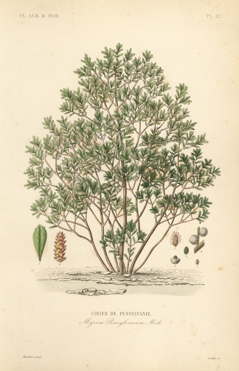 Északi babérbogyó, Myrica pensylvanica, cirier de pensylivanie alkotó: Unbekannt