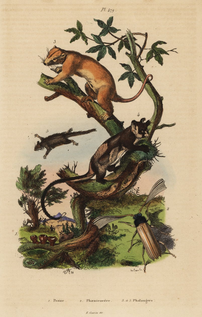 Északi közönséges kuszkusz, Phalanger orientalis 3, sárgahasú sikló, Petaurus australis 4, pehelyfarkú vitorlázó, Acrobates pygmaeus 5, Peziza gombák 1 és Psygmatocerus wagleri bogár 2 alkotó: Unbekannt