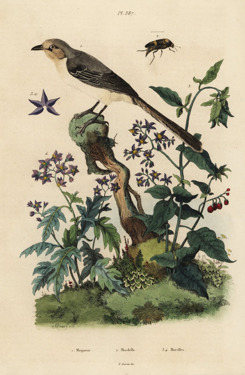 Északi gúnymadár, mimus polyglottes orpheus 1, keserédes nadálytő, Solanum dulcamara 3, Solanum quercifolium 4, Mordella fasciata bogár 2 alkotó: Unbekannt