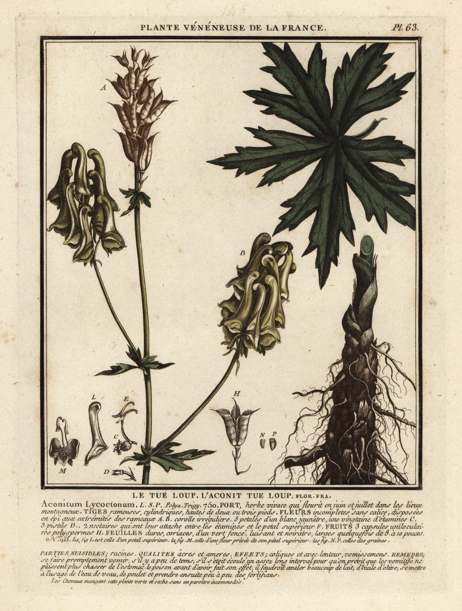 Északi farkasvirág, Aconitum lycoctonum. alkotó: Unbekannter Künstler