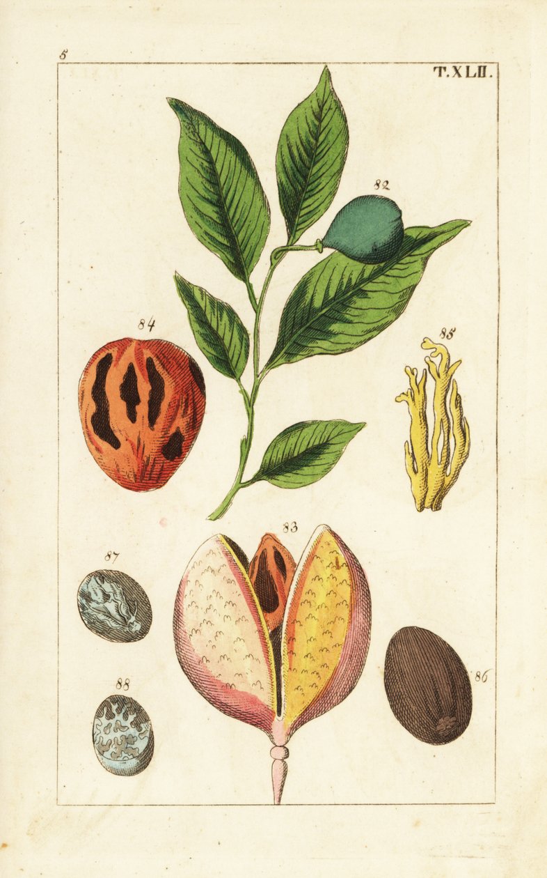 Szerecsendió és buzogányfa, Myristica fragrans. alkotó: Unbekannter Künstler