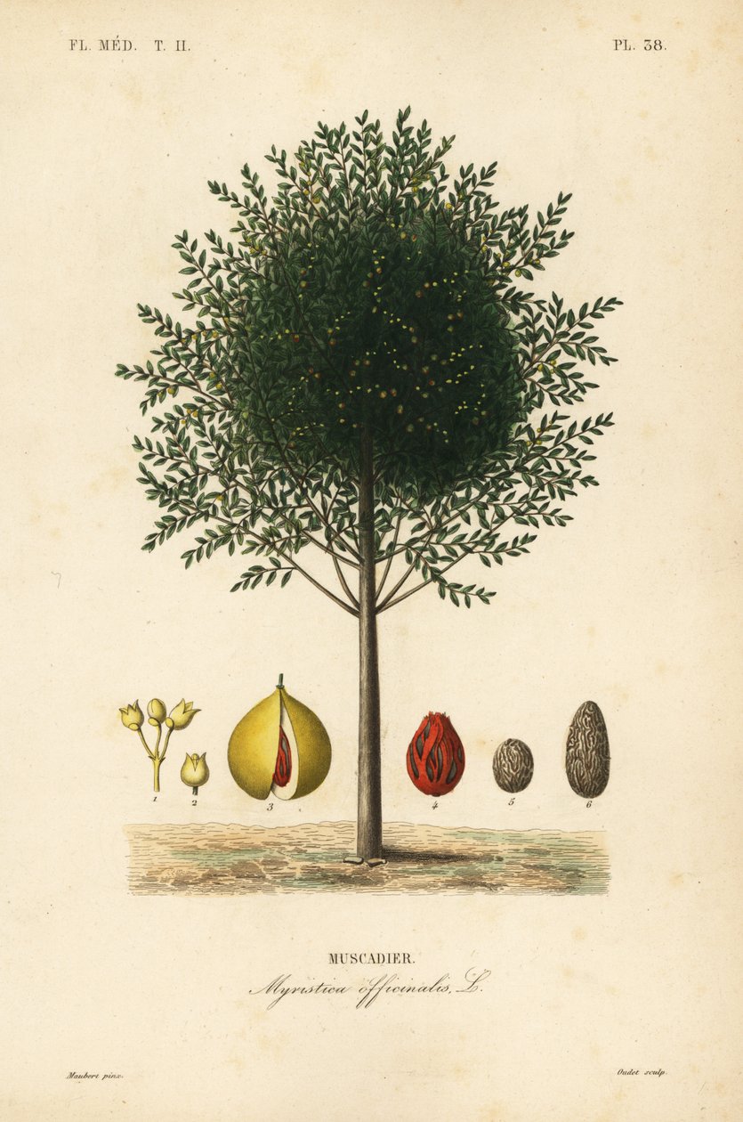Szerecsendió és buzogányfa, Myristica fragrans, Myristica officinalis, Muscadier alkotó: Unbekannt