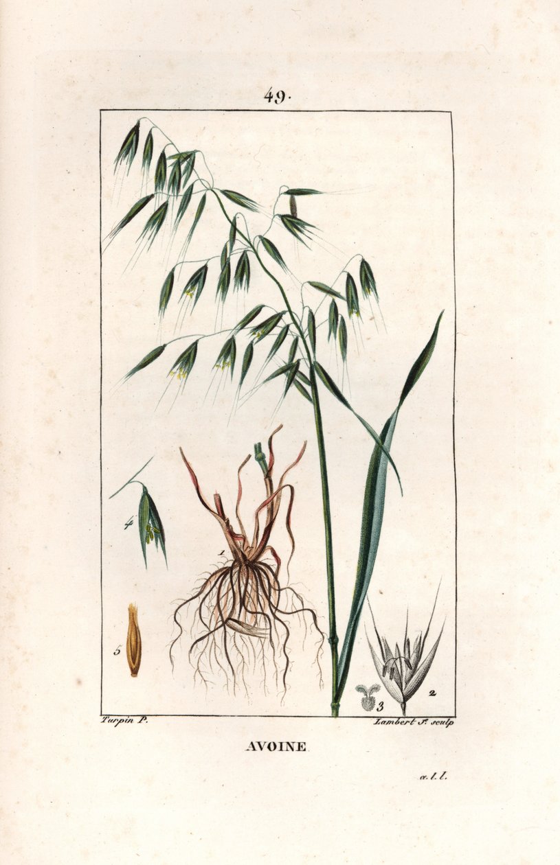 Zab Cultivee vagy bizánci zab - Lambert fils metszete, Pierre Jean Francois Turpin (1775-1840) rajza után, a La flore medicale, Chaumeton, Poiret et Chamberet, Párizs 1830-ból - Zab, Avena sativa - Lambert Junior metszete, az alábbi forrásból alkotó: Unbekannter Künstler
