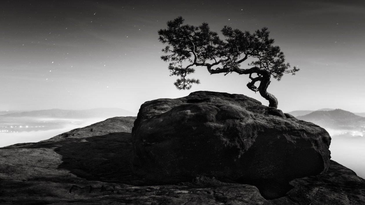 Old Pine, Lilienstein, Svájc, 2015 (f/w fotó) alkotó: Leopold Blonder