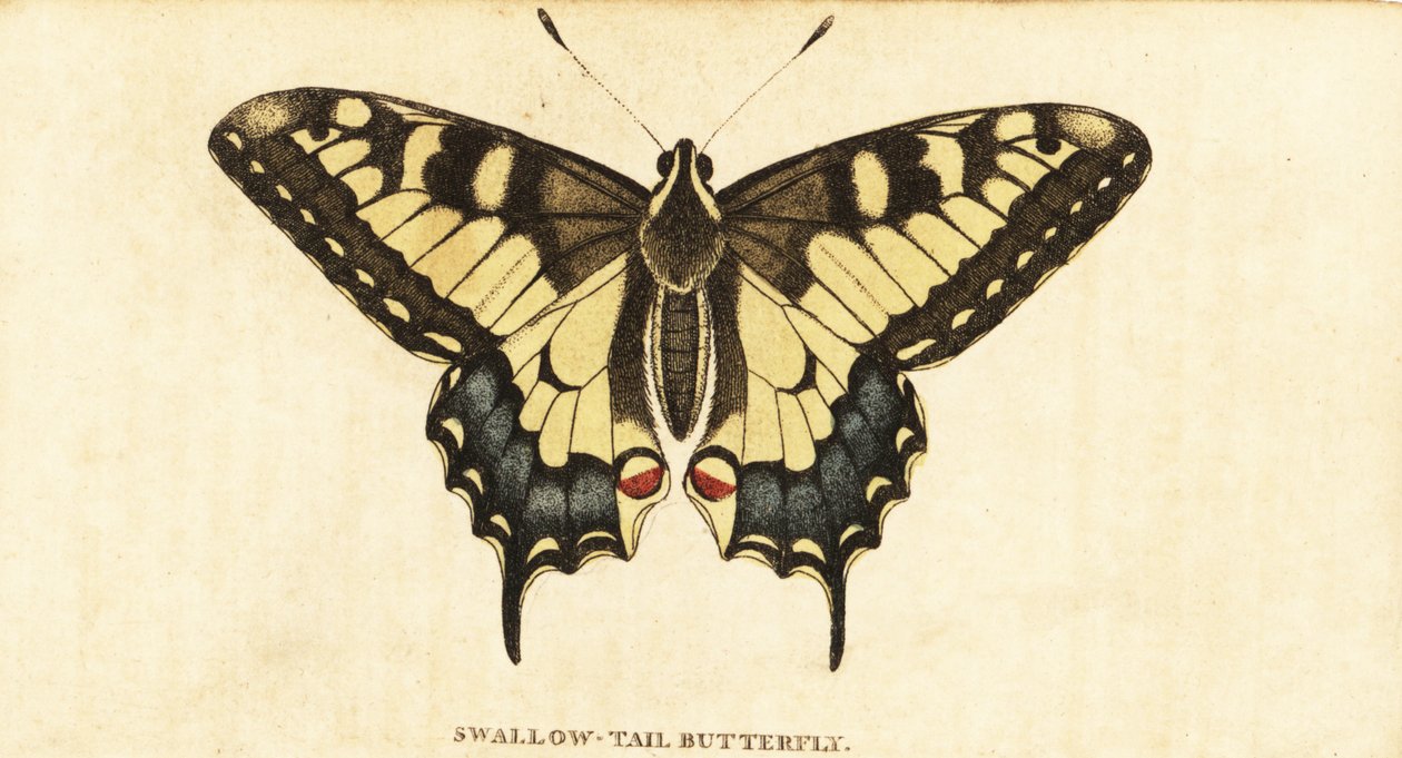 Óvilági fecskefarkú, Papilio machaon., 1800 (metszet) alkotó: Unbekannter Künstler