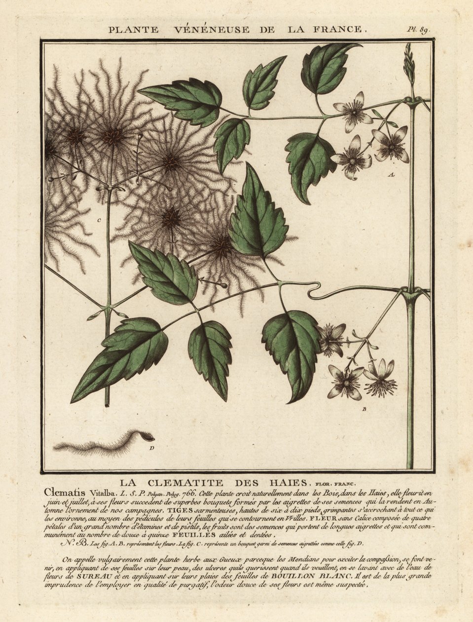 Öregember szakálla, Clematis vitalba. alkotó: Unbekannter Künstler