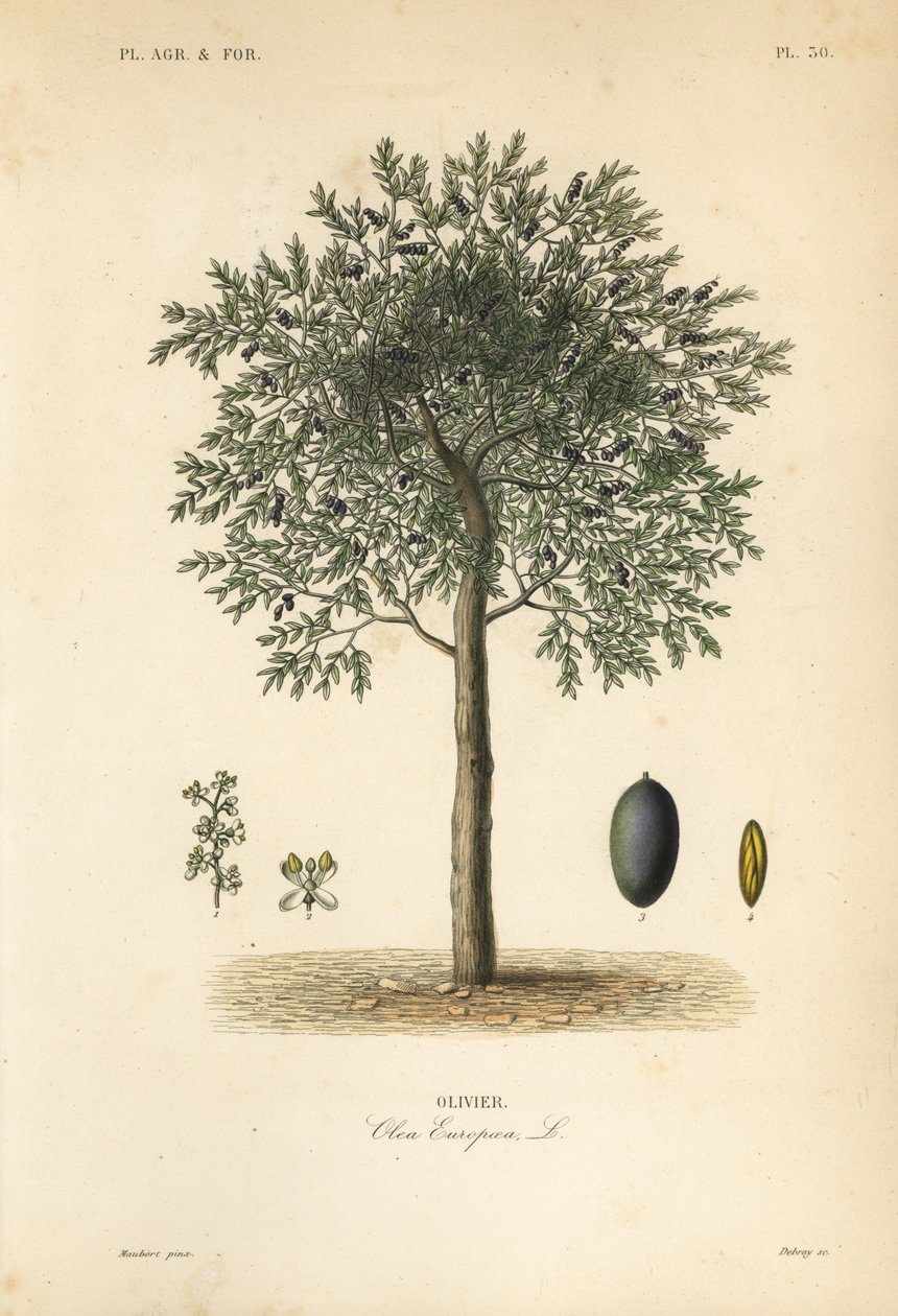 Olajfa, Olea europaea, olivier alkotó: Unbekannt
