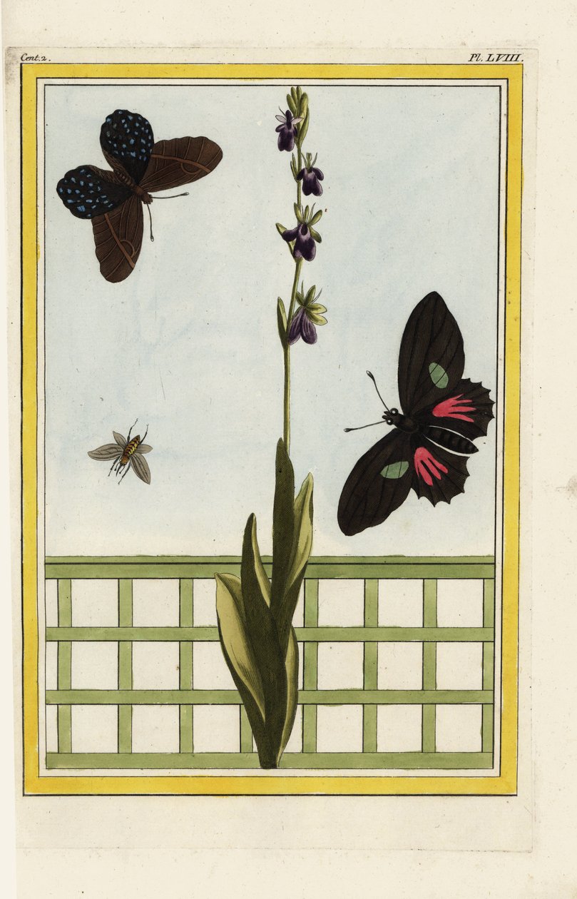 Az Ophrise rovar alakú virágokkal rendelkezik. Légy orchidea, Ophrys insectifera. Doris longwing, Heliconius doris. Kézi színes metszet Pierre Joseph Buchoz "Értékes és illuminált gyűjtemény a legszebb és legkülönösebb virágokról, amelyeket mind a kertekbe alkotó: Unbekannter Künstler