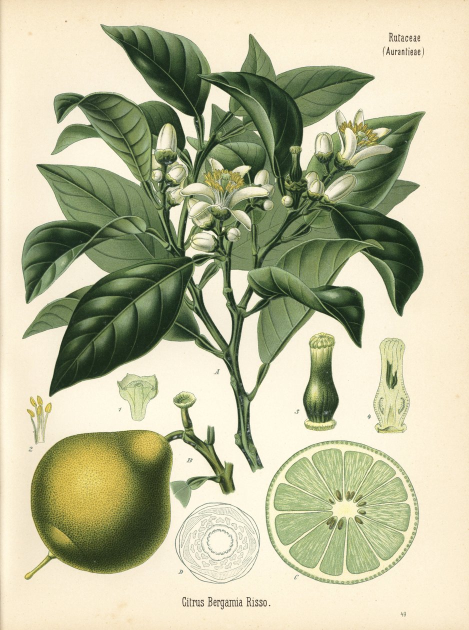 Narancs bergamott, Citrus bergamia. Kromolitográfia Hermann Adolph Koehler Gyógynövények című, Gustav Pabst által szerkesztett művének botanikai illusztrációja után, Koehler, Németország. alkotó: Unbekannter Künstler