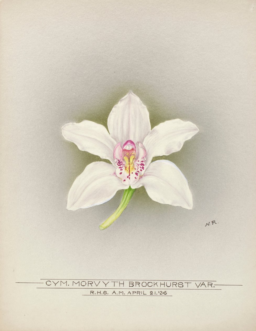 Orchidea alkotó: Unbekannter Künstler