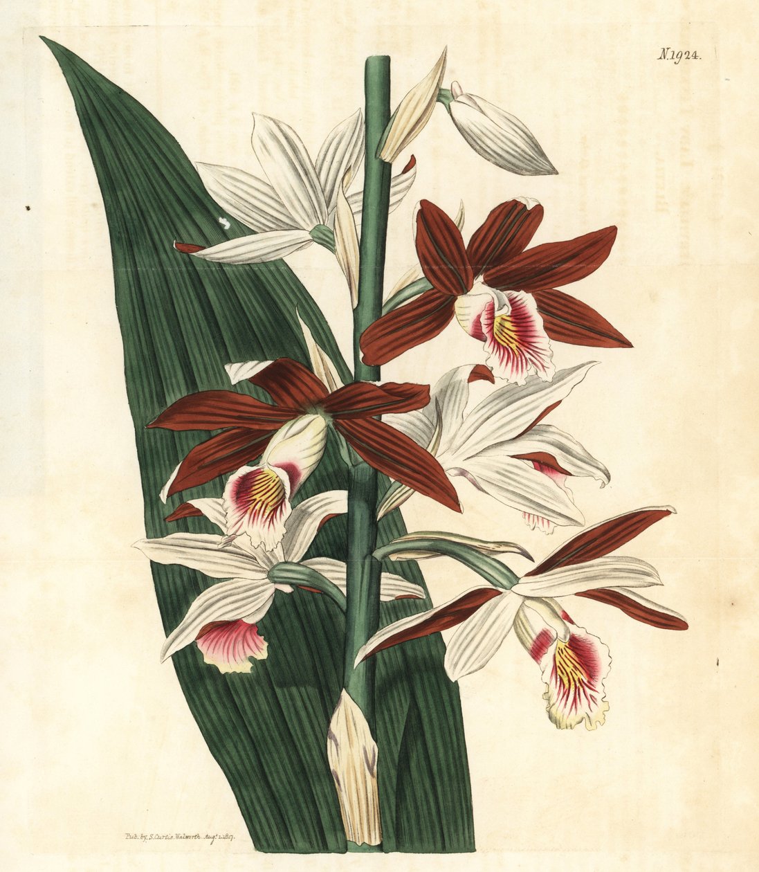 Orchidea fajta Bifrenaria - Nagy mocsári orchidea Phaius tankervilleae (Lady Tankerville