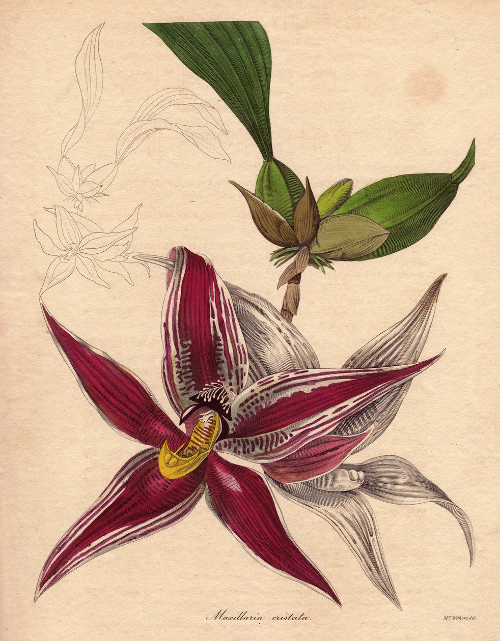 Orchidea-variáns, Paphinia (Maxillaria) cristata, endemikus faj Dél-Amerika északi részén. Csüngő virágzatú, csillag alakú virág, bíborvörös színű, fehér csíkokkal. Augusta Innes Withers (1793-1877) illusztrációja, a The Botanist sorozatban. alkotó: Unbekannter Künstler