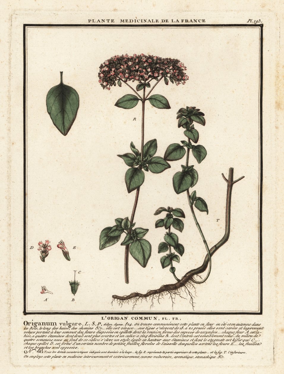 Oregánó vagy vadmajoránna, Origanum vulgare. alkotó: Unbekannter Künstler