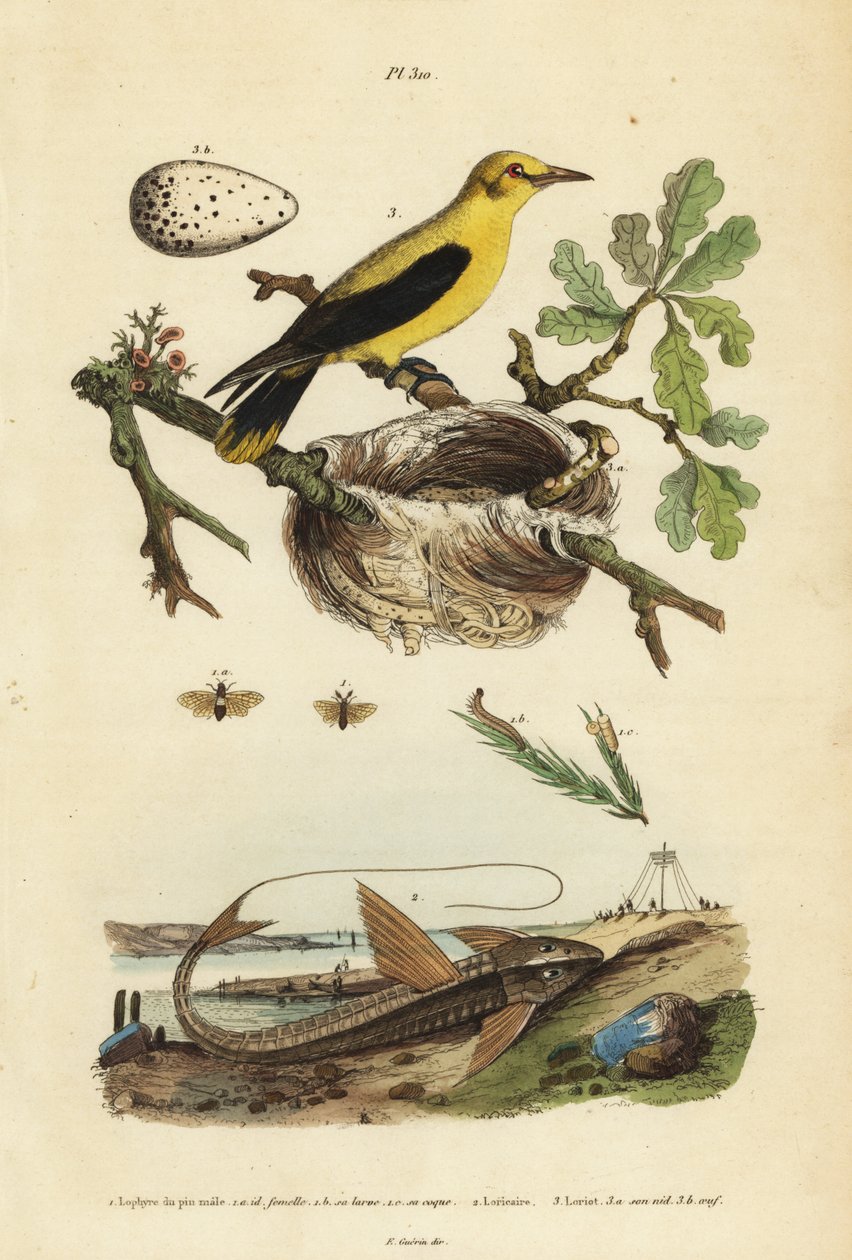 Oriole feketerigó, Gymnomystax mexicanus, fészek és tojások 3, csokoládé loricarid páncélharcsa, Loricaria cataphracta 2 és fenyőfűrészlegy, Neodiprion sertifer 1 alkotó: Unbekannt