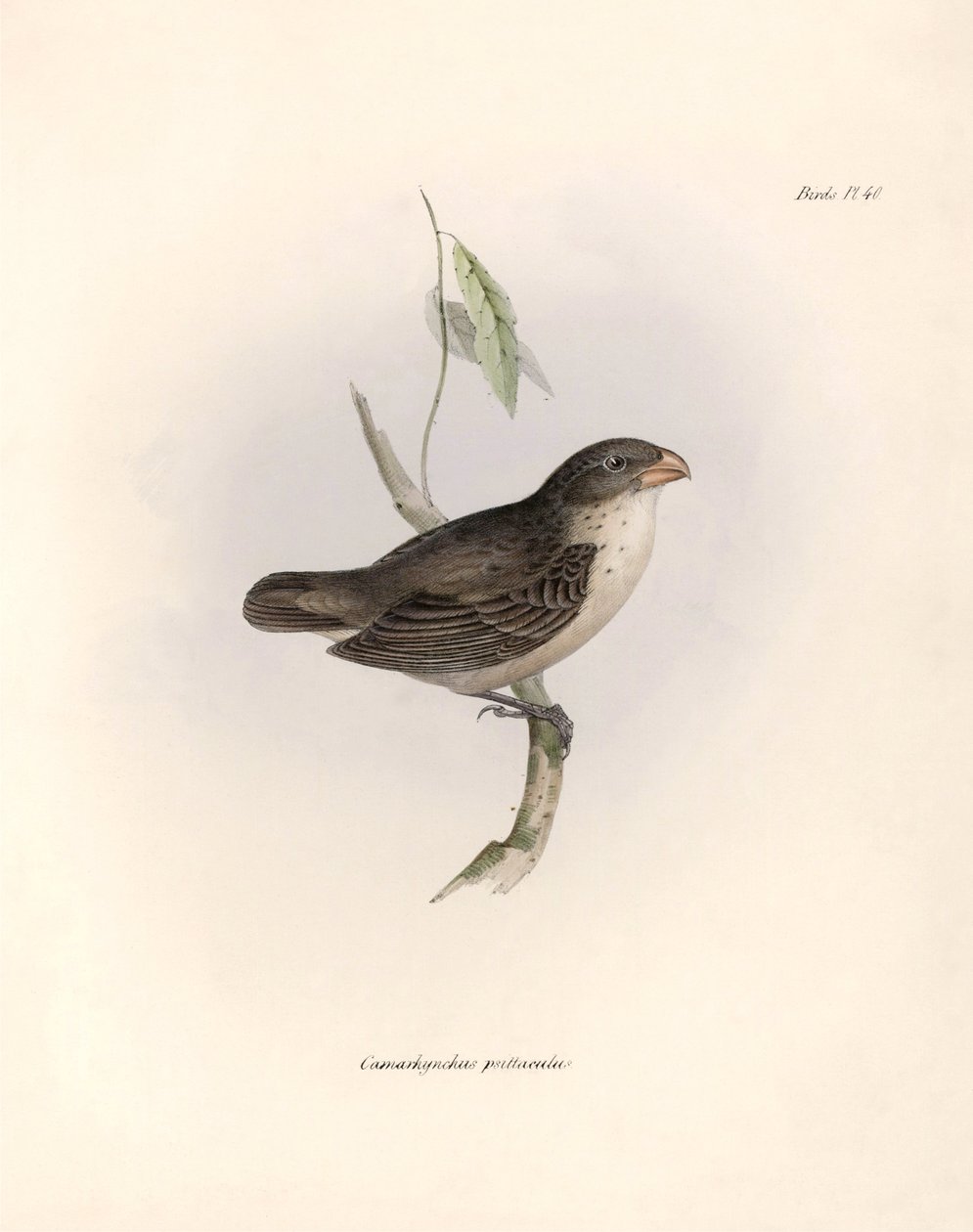 Ornitológia: Charles Darwin (1809-1882) által a Beagle fedélzetén végzett expedíciója során megfigyelt járókelő madár leírása: "Camarhynchus psittaculus vagy Geospize psittacin". Tábla a "The zoology of the voyage of H.M.S. Beagle. Repülés. III, Leírt mada alkotó: Unbekannter Künstler