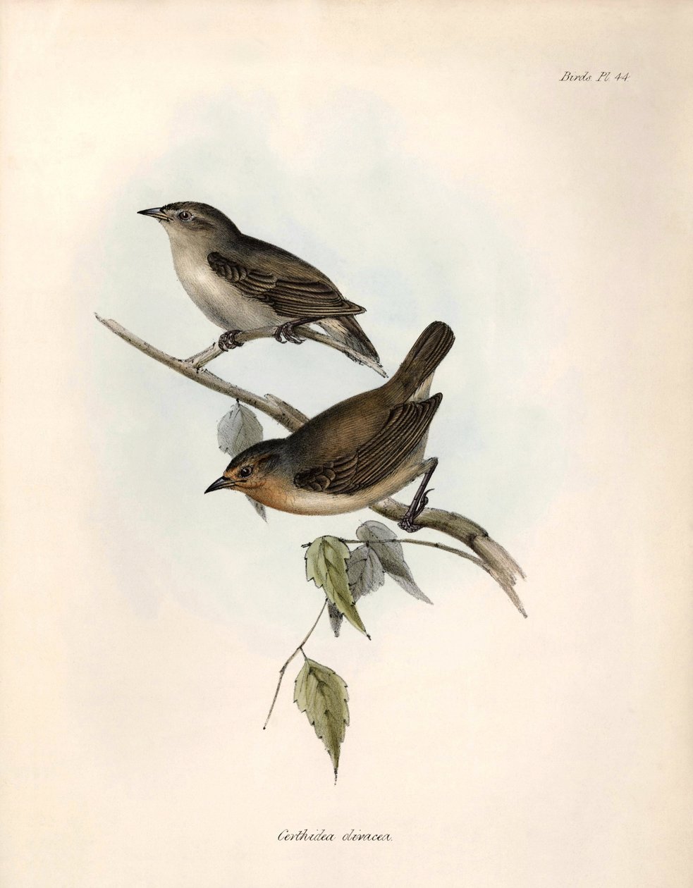 Ornitológia: Charles Darwin a Beagle fedélzetén tett expedíciója során megfigyelte és leírta a "Certhidea olivacea" geospice olajbogyót. Tábla a "The zoology of the voyage of H.M.S. Beagle. Repülés. III, A John Gould által leírt madarak, a madarakról szóló alkotó: Unbekannter Künstler