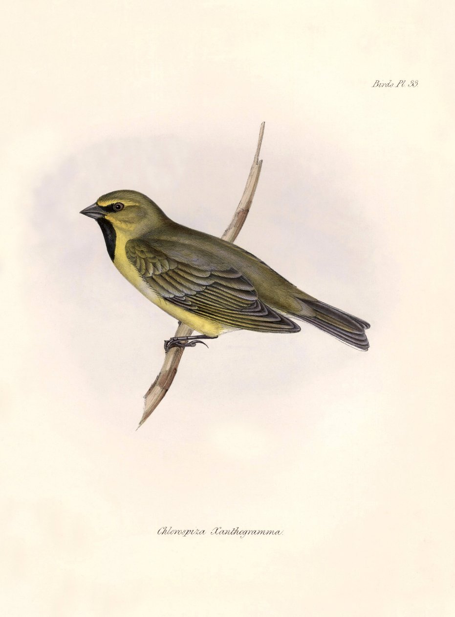 Ornitológia: "Charles Darwin (1809-1882) által a Beagle fedélzetén végzett expedíciója során megfigyelt kórómadár leírása. Tábla a "The zoology of the voyage of H.M.S. Beagle. Repülés. III, A John Gould által leírt madarak, n alkotó: Unbekannter Künstler