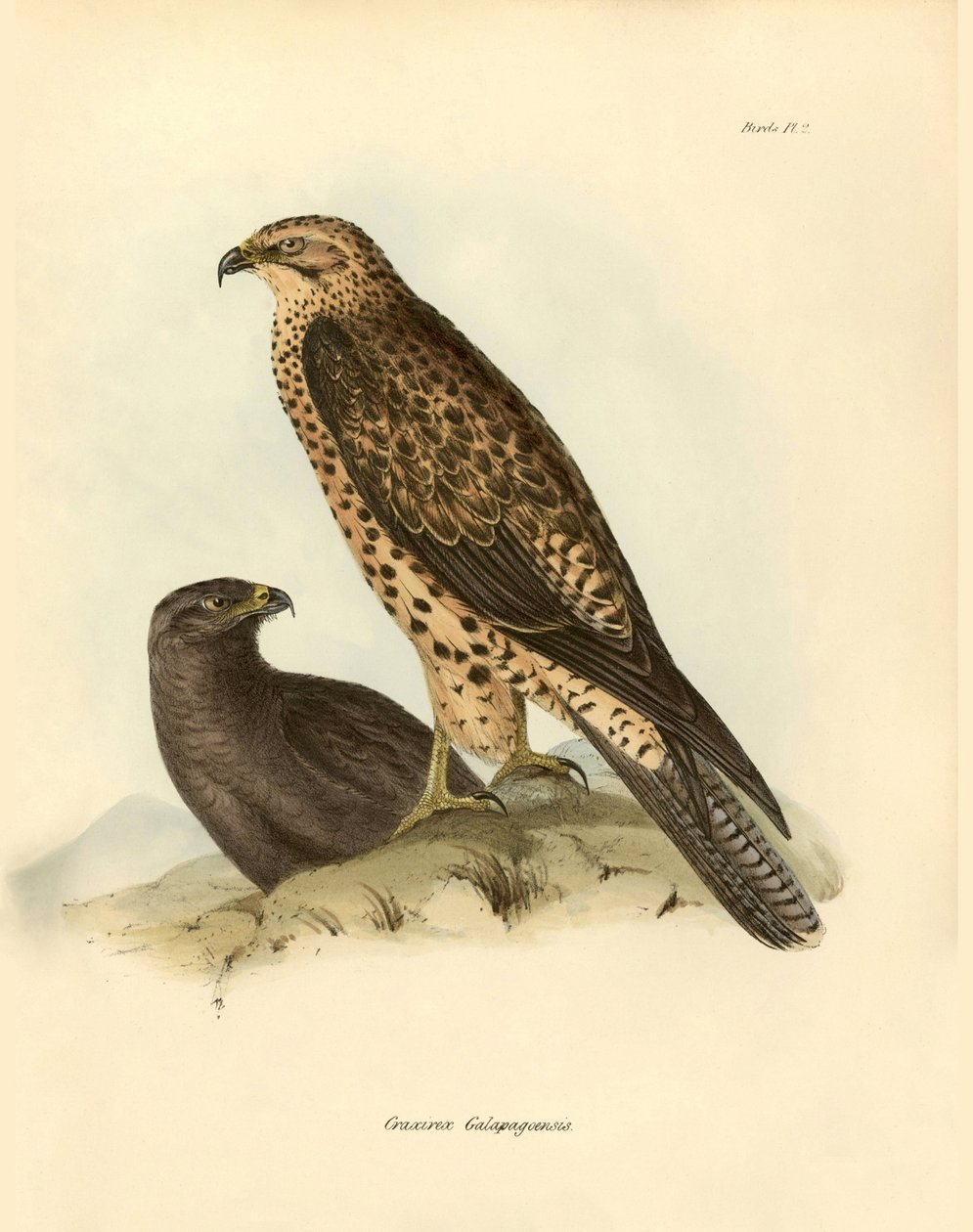 Ornitológia: "Craxirex Galapagoensis" fúvóka a Galapagos-szigetekről, amelyet Charles DarWin (1809-1882) írt le a Beagle fedélzetén végzett expedíciója során. Tábla a "John Gould által leírt madarak, Charles Darwin szokásaikról szóló megjegyzésekkel" című  alkotó: Unbekannter Künstler