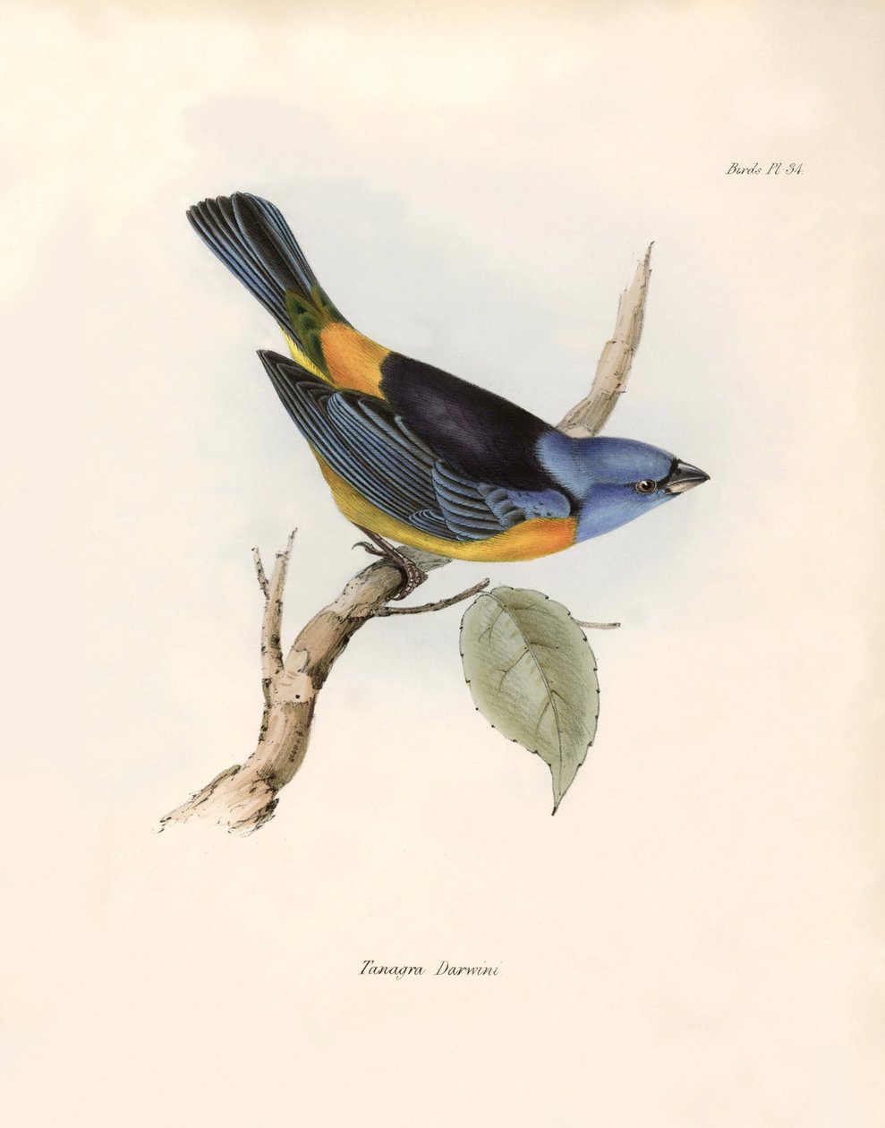 Ornitológia: "Darwin