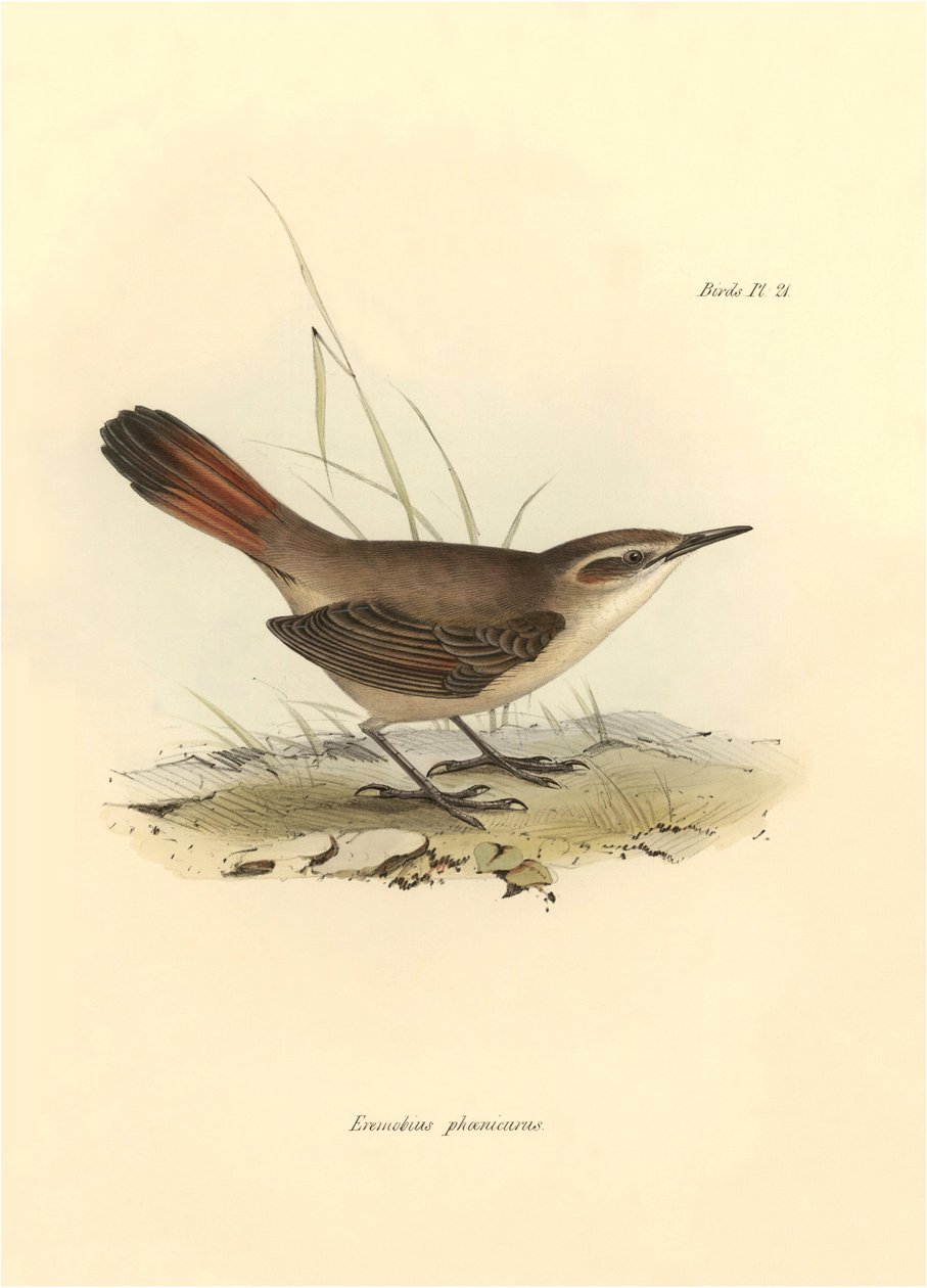 Ornitológia: "Eremobius phoenicurus", amelyet Charles Darwin írt le a Beagle fedélzetén tett expedíciója során. Tábla a "The zoology of the voyage of H.M.S. Beagle. Repülés. III, A John Gould által leírt madarak, Charles Darwin megjegyzéseivel szokásaikról alkotó: Unbekannter Künstler