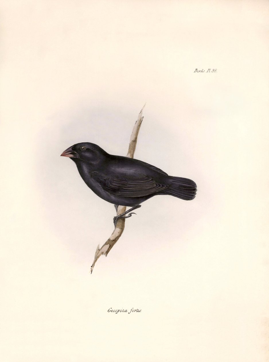 Ornitológia: "Charles Darwin (1809-1882) által a Beagle fedélzetén végzett expedíciója során megfigyelt járókelő leírása. Tábla a "The zoology of the voyage of H.M.S. Beagle. Repülés. III, A Jo alkotó: Unbekannter Künstler