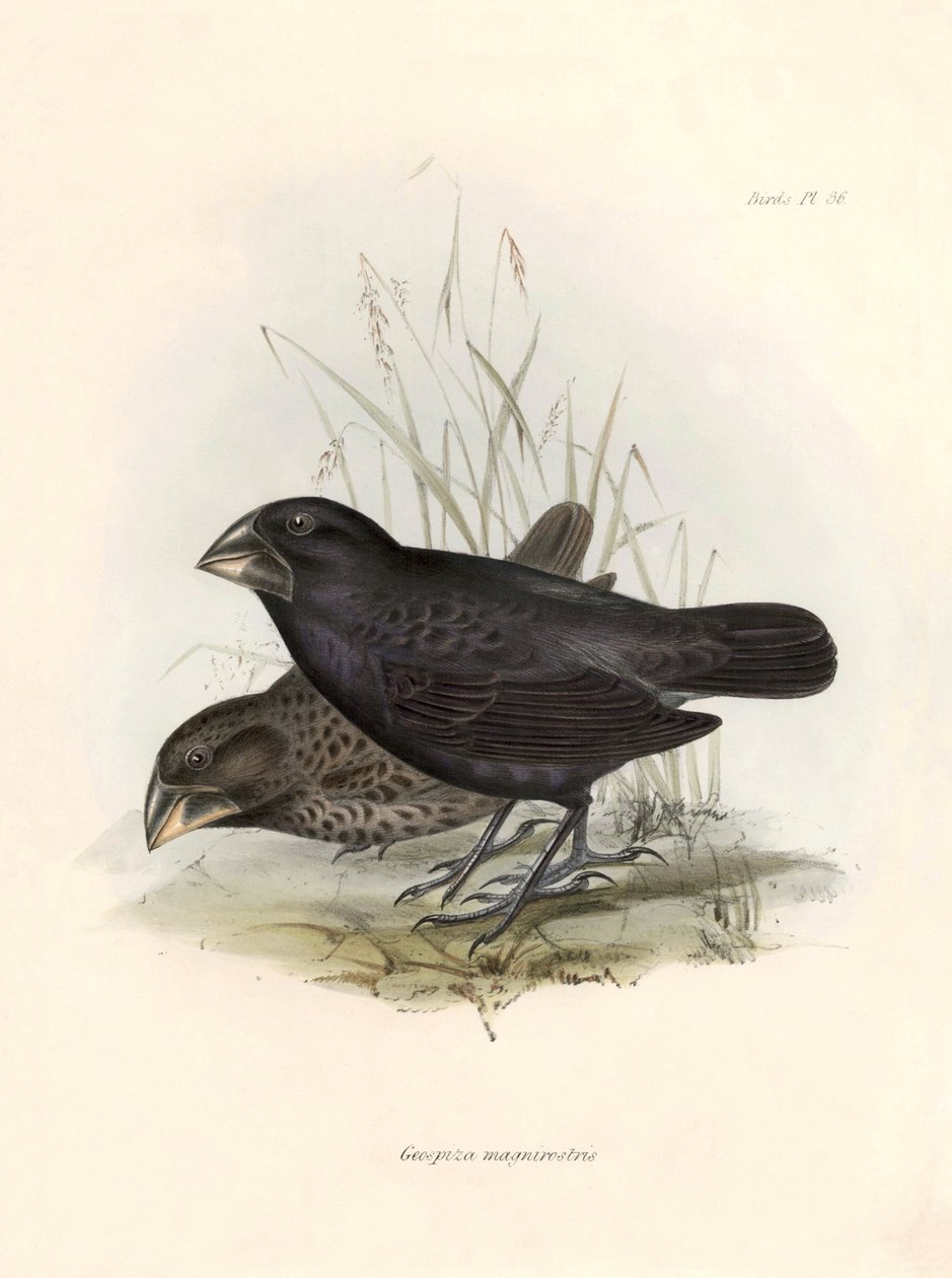 Ornitológia: "Charles Darwin (1809-1882) által a Beagle fedélzetén végzett expedíciója során megfigyelt madárfaj leírása. Tábla a "The zoology of the voyage of H.M.S. Beagle. Repülés. III, Birds described b alkotó: Unbekannter Künstler