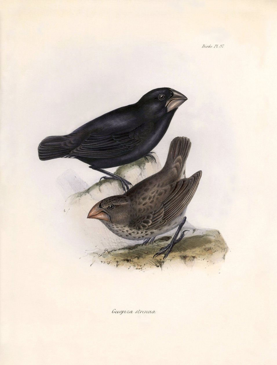 Ornitológia: Charles Darwin (1809-1882) által a Beagle fedélzetén végzett expedíciója során megfigyelt madárfaj leírása: "Geospiza strenua vagy geospize". Tábla a "The zoology of the voyage of H.M.S. Beagle. Repülés. III, A John Gould által leírt madarak,  alkotó: Unbekannter Künstler