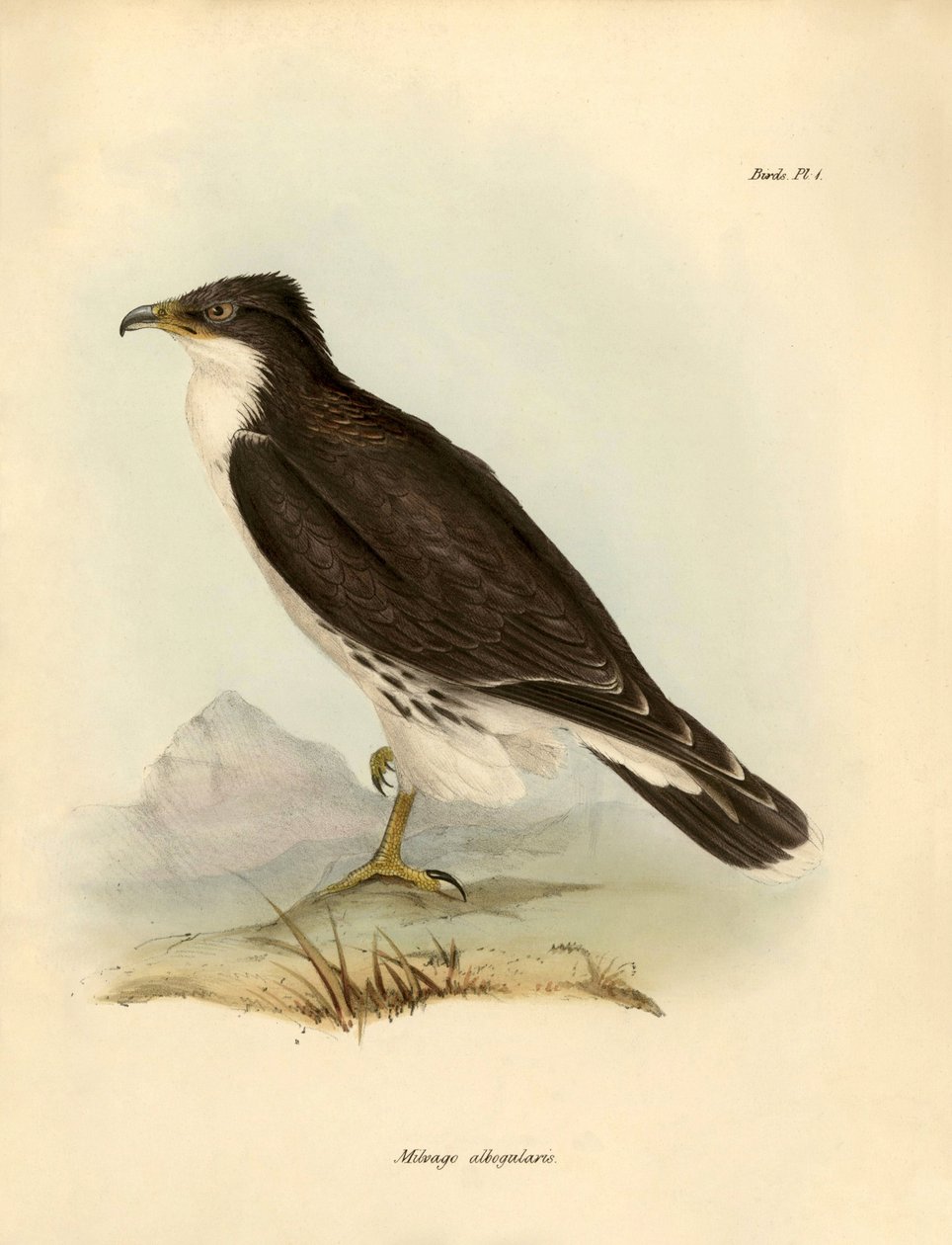 Ornitológia: Charles DarWin (1809-1882) által a Beagle fedélzetén végzett expedíciója során leírt "Milvago albogularis" vagy caracara. Tábla a "John Gould által leírt madarak, Charles Darwin által leírt szokásaikkal" című könyvből. alkotó: Unbekannter Künstler