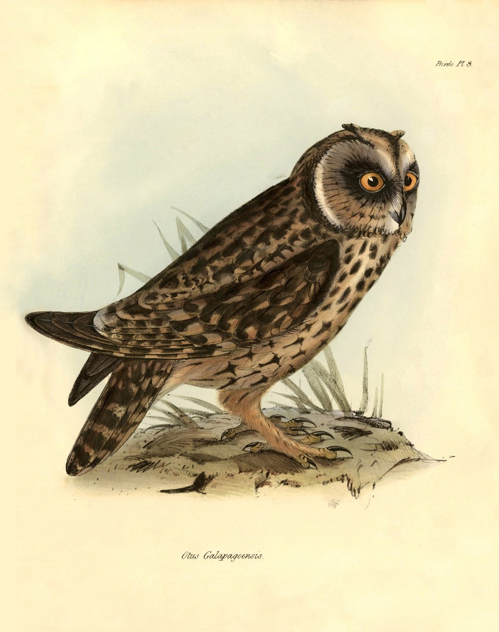 Ornitológia: Charles DarWin (1809-1882) által a Beagle fedélzetén végzett expedíciója során leírt galápagosi bagoly: "Otus Galapagoensis". Tábla a "John Gould által leírt madarak, Charles Darwin megfigyeléseivel szokásaikról" című könyvből. alkotó: Unbekannter Künstler