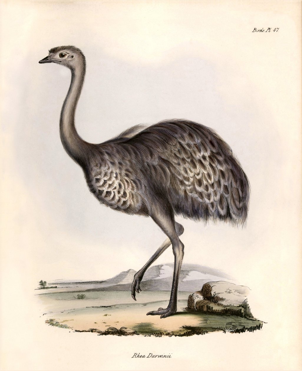 Ornitológia: "Darwin megfigyeli és leírja Charles Darwin által a Beagle fedélzetén tett expedíciója során. Tábla a "The zoology of the voyage of H.M.S. Beagle. Repülés. III, A John Gould által leírt madarak, élőhelyükkel kapcsolatos megjegyzésekkel. alkotó: Unbekannter Künstler