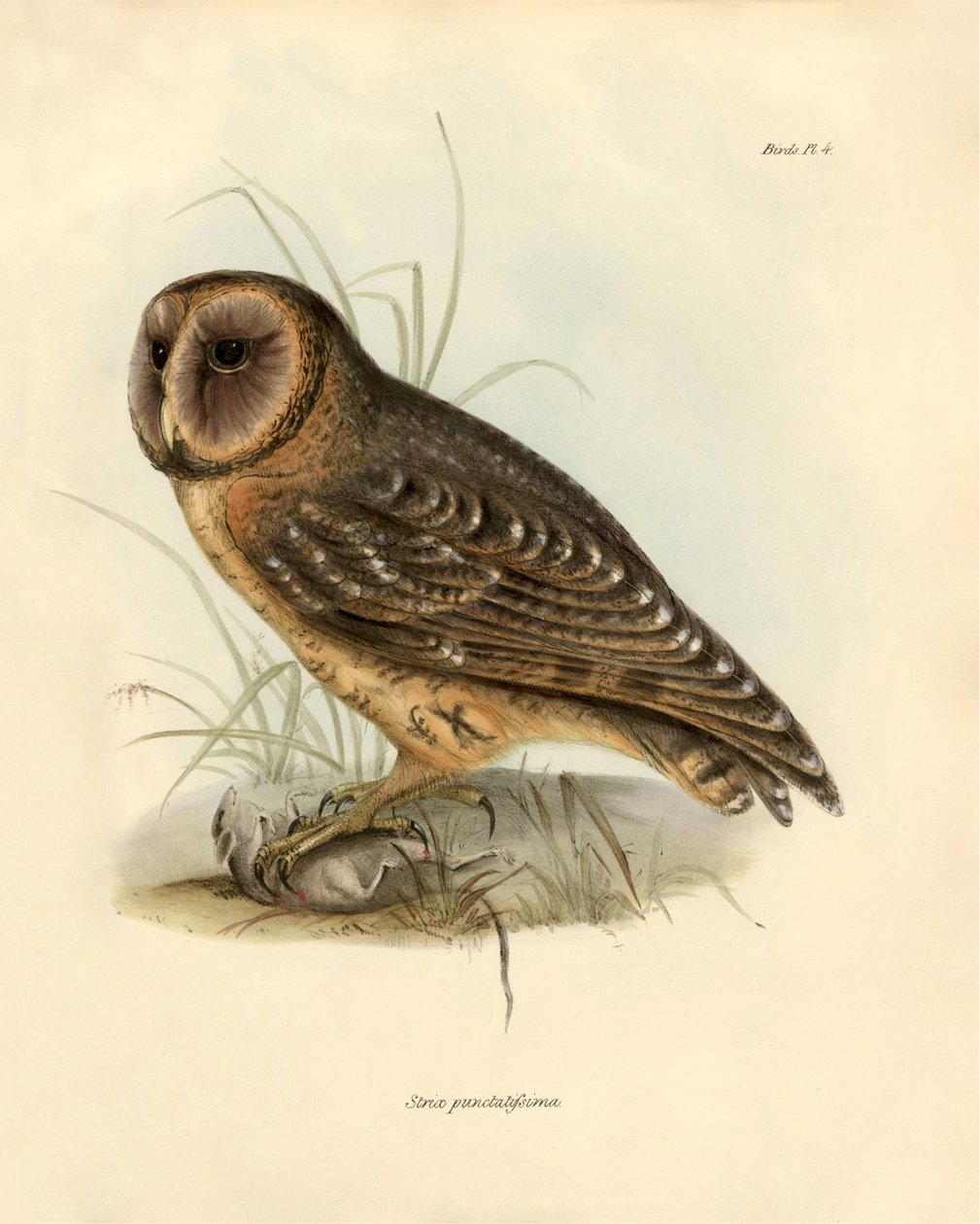 Ornitológia: Charles Darwin (1809-1882) által a Beagle fedélzetén tett expedíciója során leírt "Strix punctatissima" bagoly. Tábla a "John Gould által leírt madarak, Charles Darwin szokásaikról szóló megjegyzéseivel" című könyvből. alkotó: Unbekannter Künstler