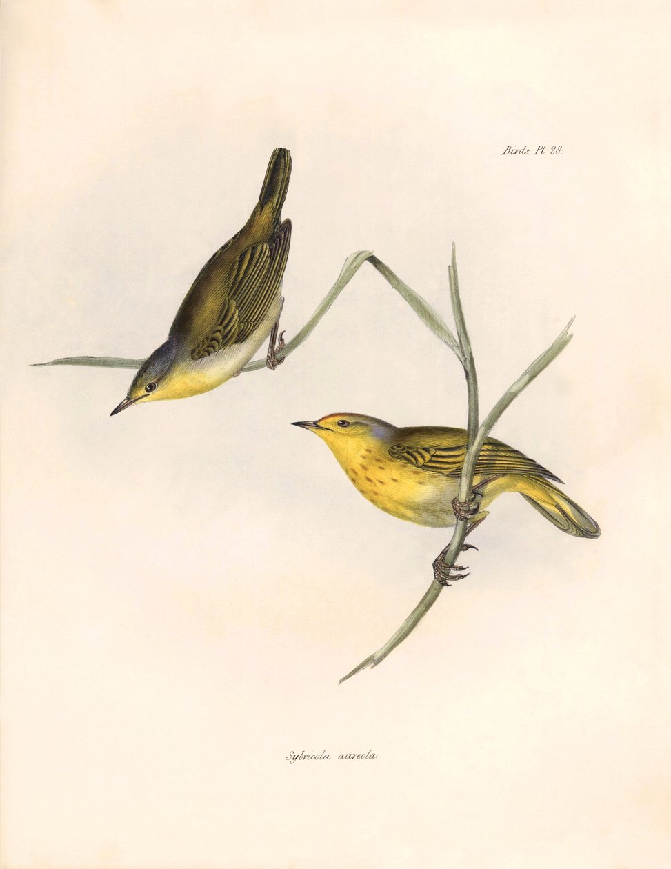 Ornitológia: Charles Darwin (1809-1882) által megfigyelt és leírt "Sylvicola aureola" pintyek. Tábla a "The zoology of the voyage of H.M.S. Beagle. Repülés. III, A John Gould által leírt madarak, Charles Darwin megjegyzéseivel szokásaikról. alkotó: Unbekannter Künstler
