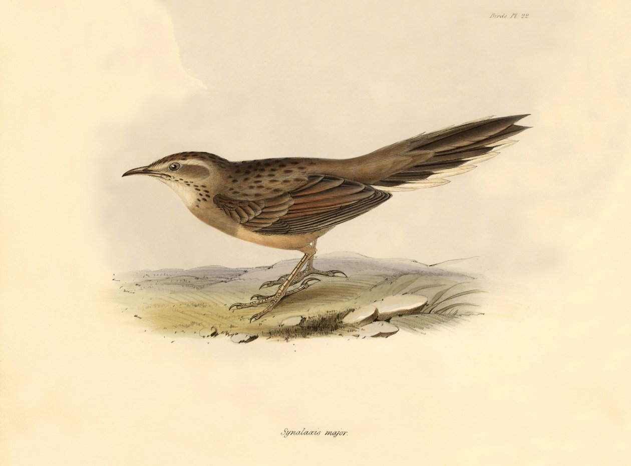 Ornitológia: Charles Darwin által a Beagle fedélzetén tett expedíciója során leírt "Synallaxis major". Tábla a "The zoology of the voyage of H.M.S. Beagle" című könyvből. Repülés. III, A John Gould által leírt madarak, Charles Darwin megjegyzéseivel szokás alkotó: Unbekannter Künstler