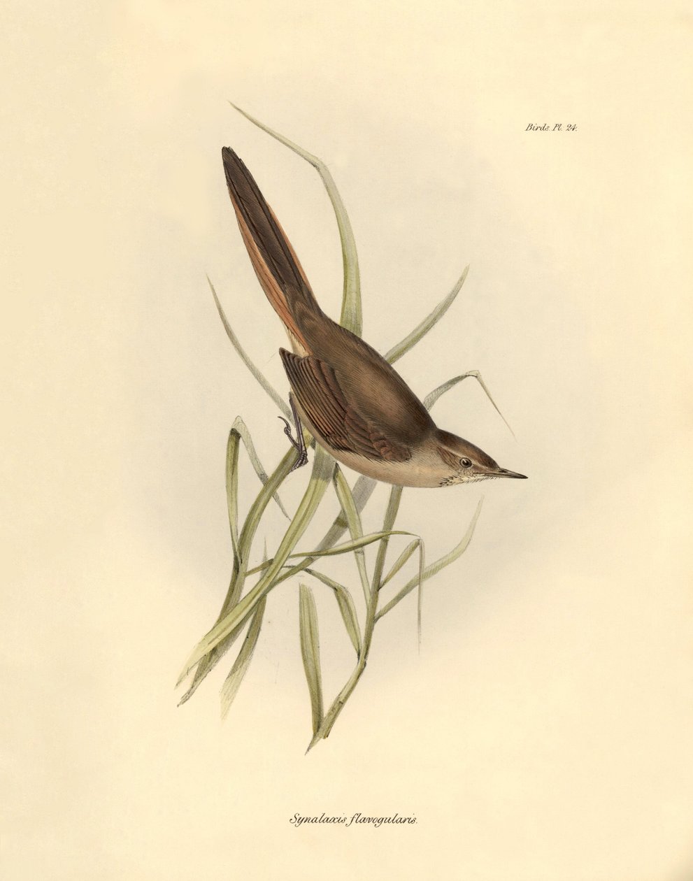 Ornitológia: "Synallaxis rufogularis", amelyet Charles Darwin írt le a Beagle fedélzetén tett expedíciója során. Tábla a "The zoology of the voyage of H.M.S. Beagle. Repülés. III, A John Gould által leírt madarak, Charles Darwin megjegyzéseivel szokásaikró alkotó: Unbekannter Künstler