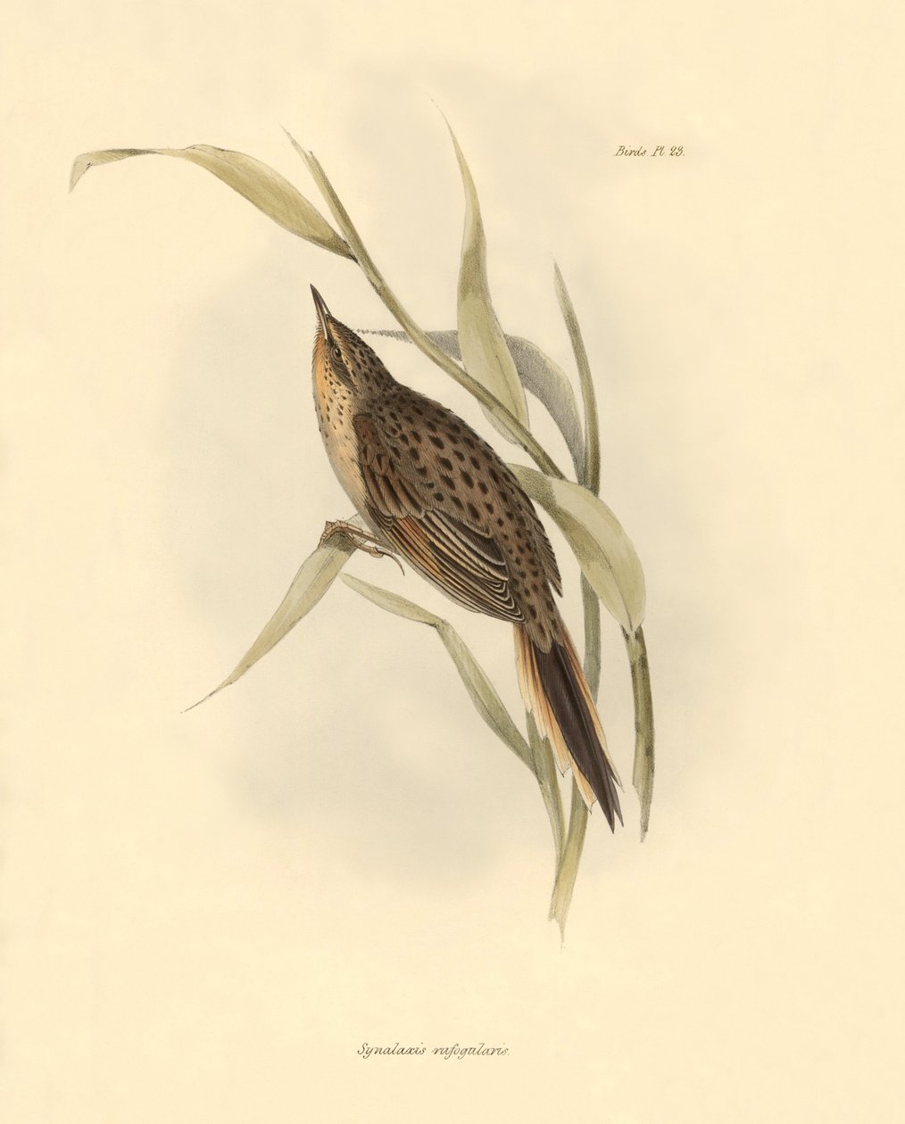 Ornitológia: "Synallaxis rufogularis", amelyet Charles Darwin írt le a Beagle fedélzetén tett expedíciója során. Tábla a "The zoology of the voyage of H.M.S. Beagle. Repülés. III, A John Gould által leírt madarak, Charles Darwin megjegyzéseivel szokásaikró alkotó: Unbekannter Künstler