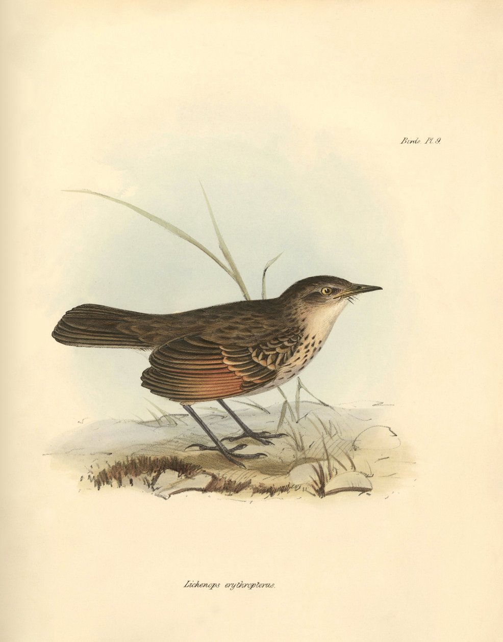 Ornitológia: A "Hymenops perspicillata" a madárcsaládból, amelyet Charles Darwin írt le a Beagle fedélzetén tett felfedezőútja során. Tábla a "The Zoology of the voyage of the H.M.S. Beagle under the command of Captain Fitzroy during the years 1832 to alkotó: Unbekannter Künstler