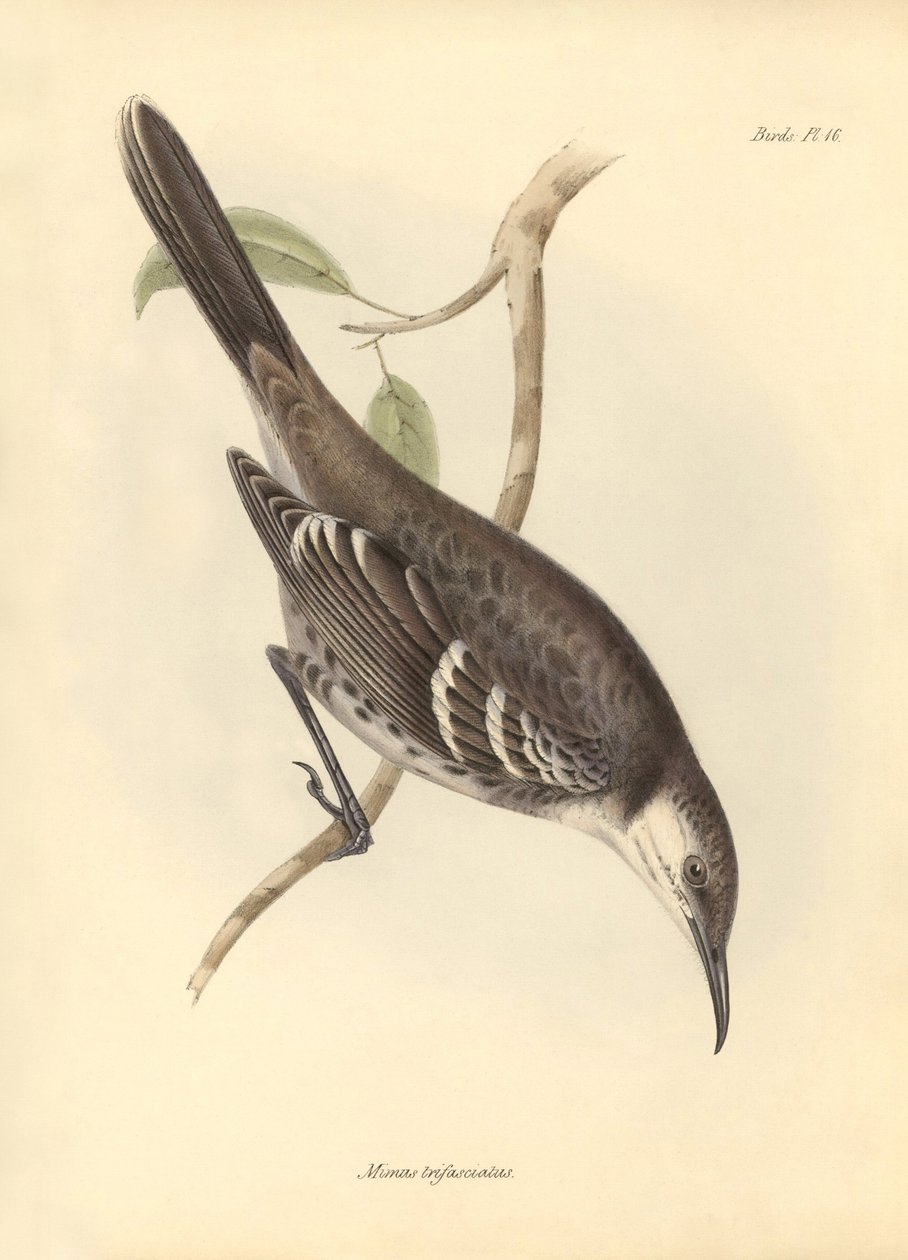 Ornitológia: Charles Darwin a Beagle fedélzetén tett felfedezőútja során leírt "Mimus trifasciatus" a gúnyolódók családjából. Tábla a "The Zoology of the voyage of the H.M.S. Beagle under the command of Captain Fitzroy during the years 1832 to 1" című köny alkotó: Unbekannter Künstler