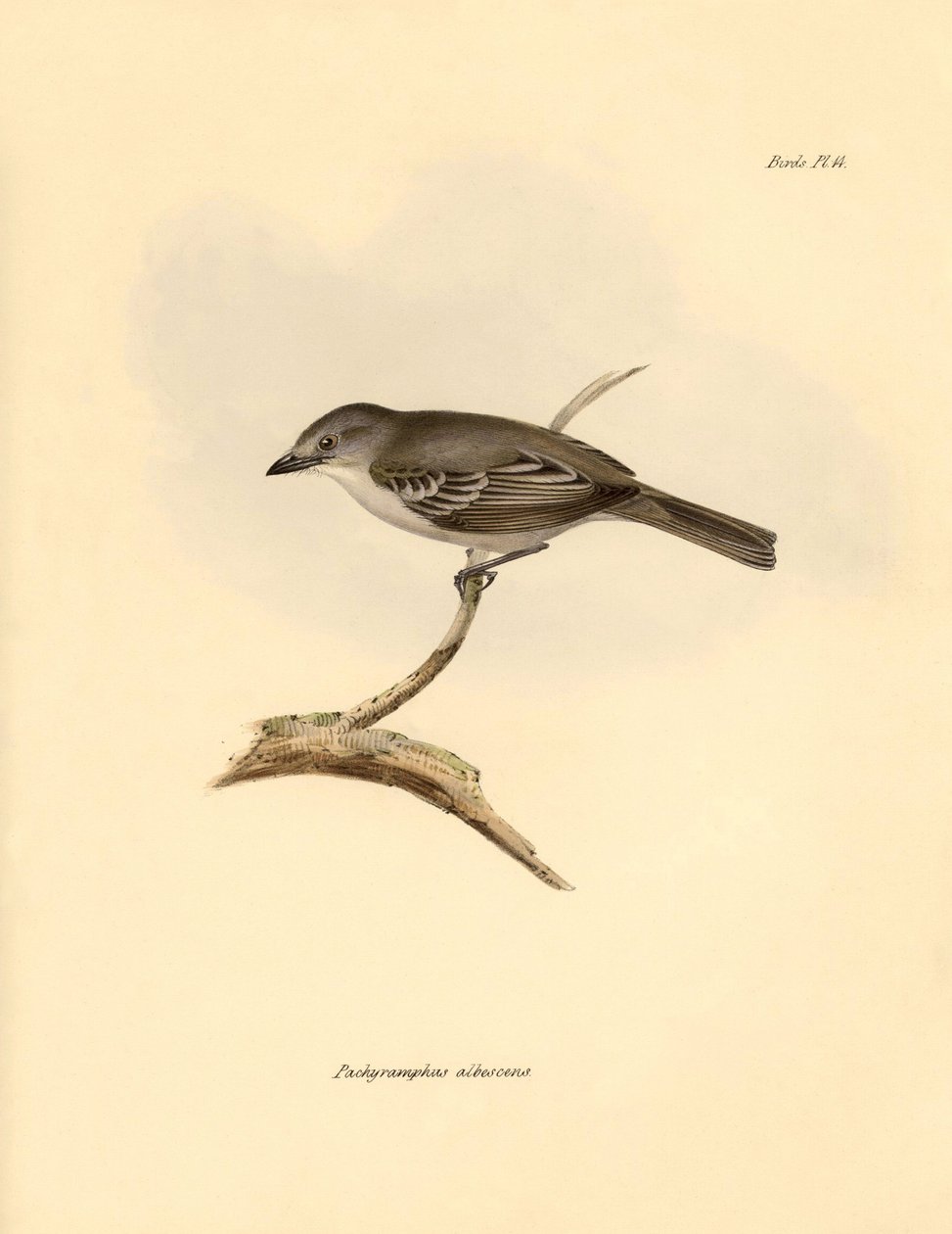 Ornitológia: A bükkfélék családjába tartozó "Pachyramphus albescens", amelyet Charles Darwin írt le a Beagle fedélzetén tett felfedezőútja során. Tábla a "The Zoology of the voyage of the H.M.S. Beagle under the command of Captain Fitzroy during the years  alkotó: Unbekannter Künstler