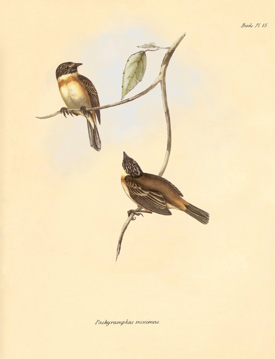 Ornitológia: A bükkfélék családjába tartozó "Pachyramphus minimus", amelyet Charles Darwin a Beagle fedélzetén tett felfedezőútja során írt le. Tábla a "The Zoology of the voyage of the H.M.S. Beagle under the command of Captain Fitzroy during the years 18 alkotó: Unbekannter Künstler