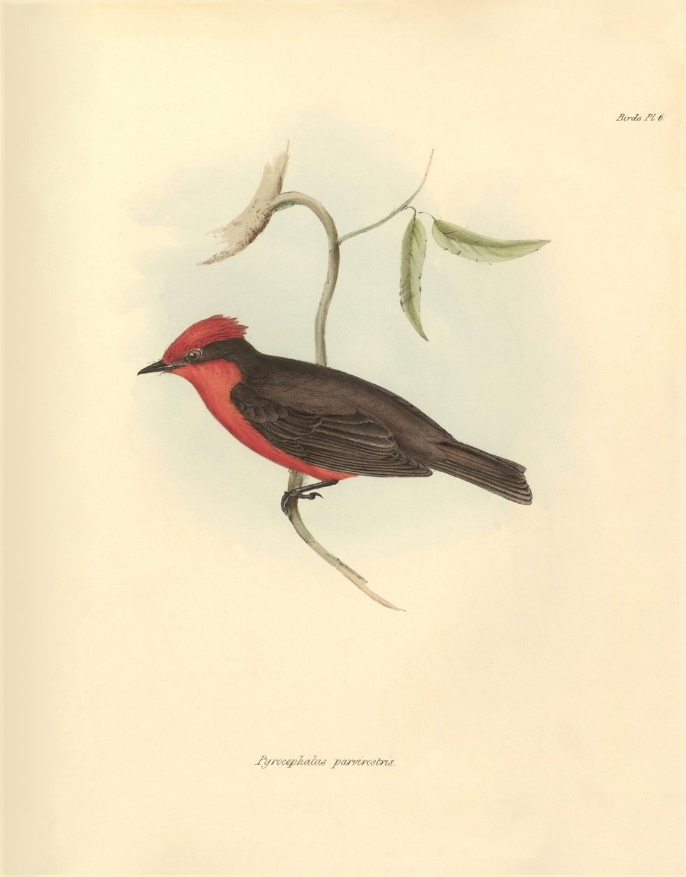Ornitológia: A "Pyrocephalus parvirostris" a madárcsaládból, amelyet Charles Darwin írt le a Beagle fedélzetén tett felfedezőútja során. Tábla a "The Zoology of the voyage of the H.M.S. Beagle under the command of Captain Fitzroy under the years 1832 t alkotó: Unbekannter Künstler
