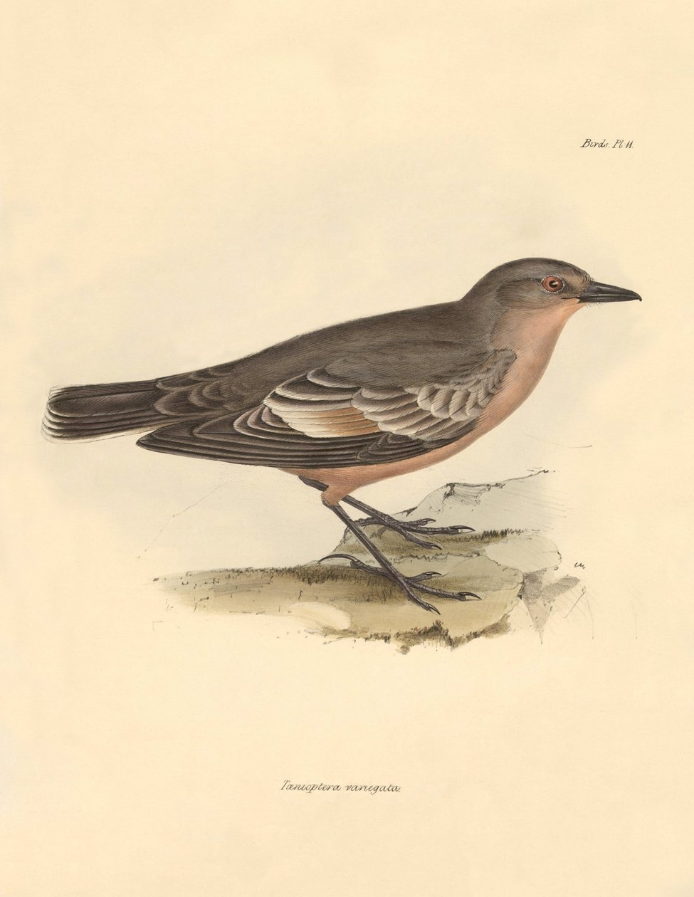 Ornitológia: Charles Darwin által a Beagle fedélzetén tett felfedezőútja során leírt "Taenioptera variegata". Tábla a "The Zoology of the voyage of the H.M.S. Beagle under the command of Captain Fitzroy during the years 1832 to 1836 edited and supe alkotó: Unbekannter Künstler