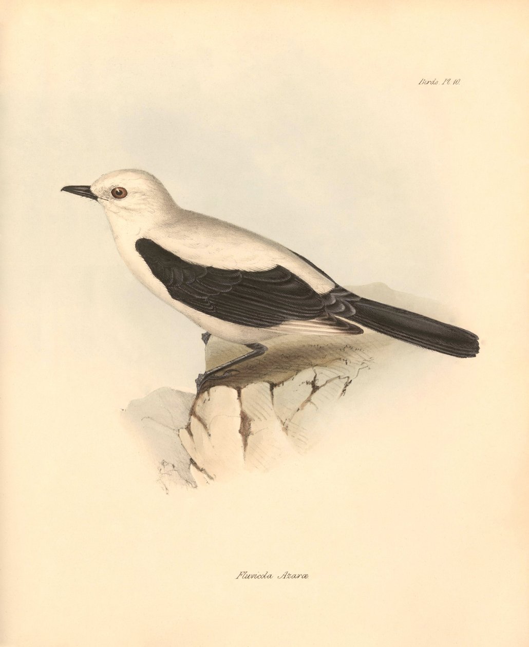 Ornitológia: A "fluvicola azarea" vagy légykapó, amelyet Charles Darwin írt le a Beagle fedélzetén tett felfedezőútja során. Tábla a "The Zoology of the voyage of the H.M.S. Beagle under the command of Captain Fitzroy during the years 1832 to 1836" című kö alkotó: Unbekannter Künstler