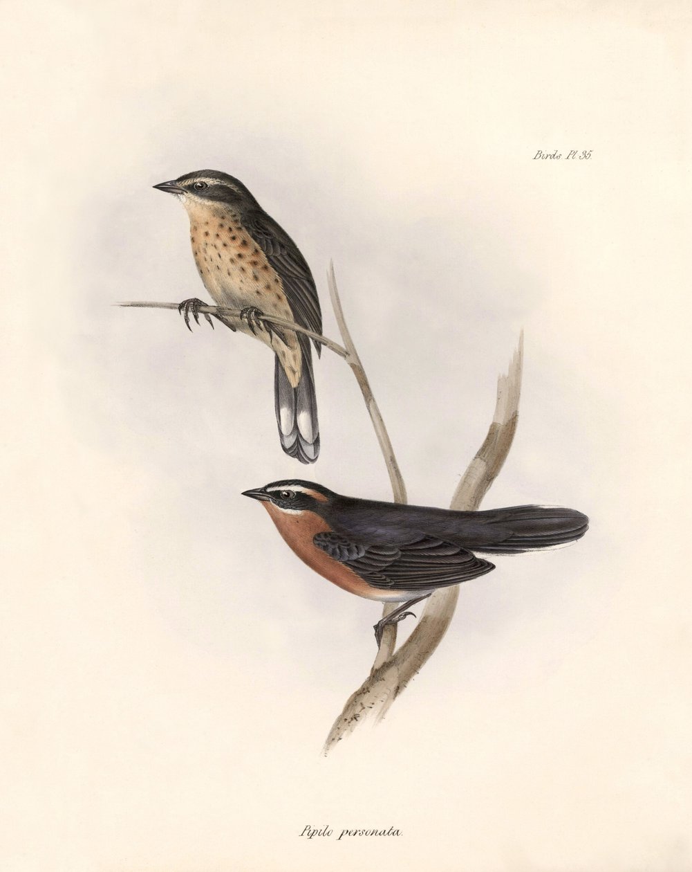 Ornitológia: "Tohi (vagy pipilo)" Charles Darwin (1809-1882) által a Beagle fedélzetén végzett expedíciója során megfigyelt gólya leírása. Tábla a "The zoology of the voyage of H.M.S. Beagle. Repülés. III, A John Gould által leírt madarak, a következő mada alkotó: Unbekannter Künstler